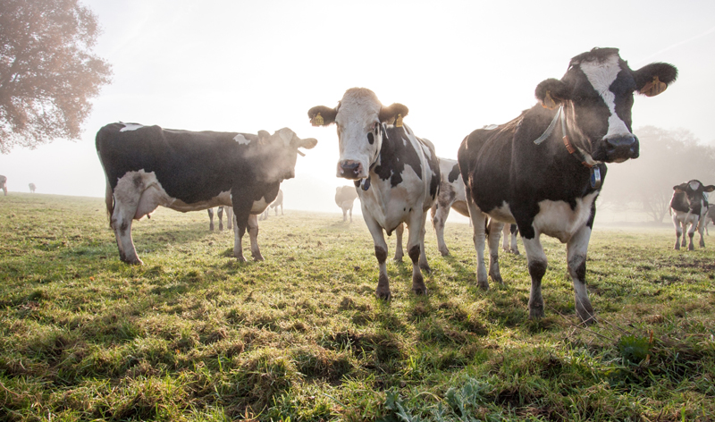 Cows_MartinBauer_Livestock-Feed
