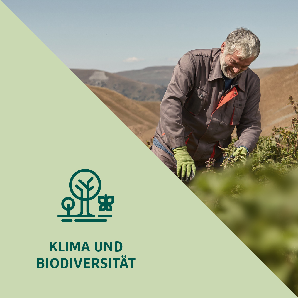 Fokusfelder_Klima_de_V2_1