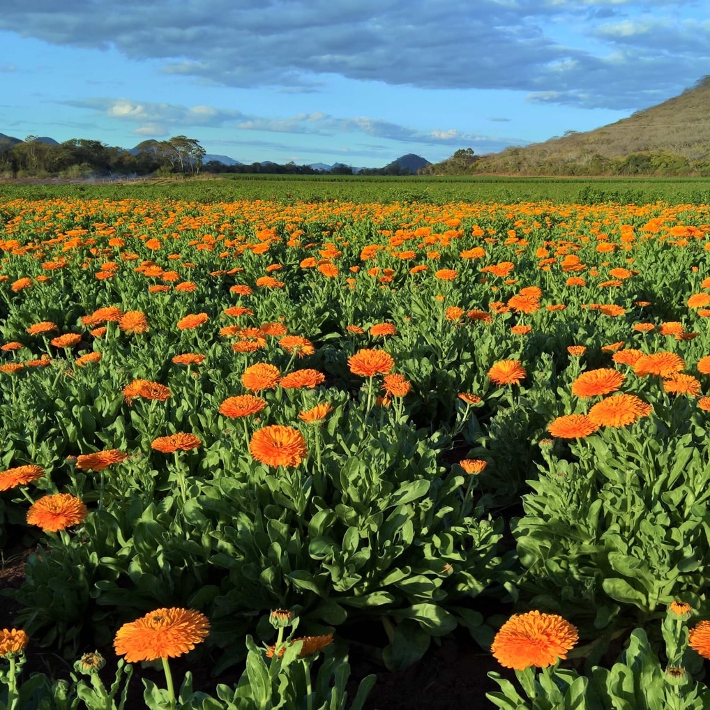 startseite_martin-bauer-group@2x